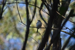 Hemitriccus margaritaceiventer