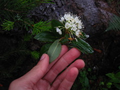 Rhododendron columbianum