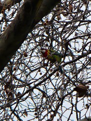 Platycercus eximius diemenensis