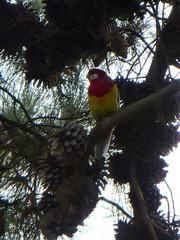 Platycercus eximius diemenensis