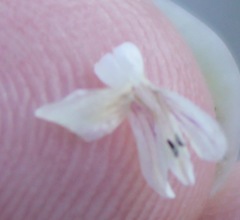 Carlowrightia texana