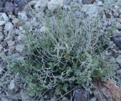 Carlowrightia texana