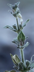 Carlowrightia texana