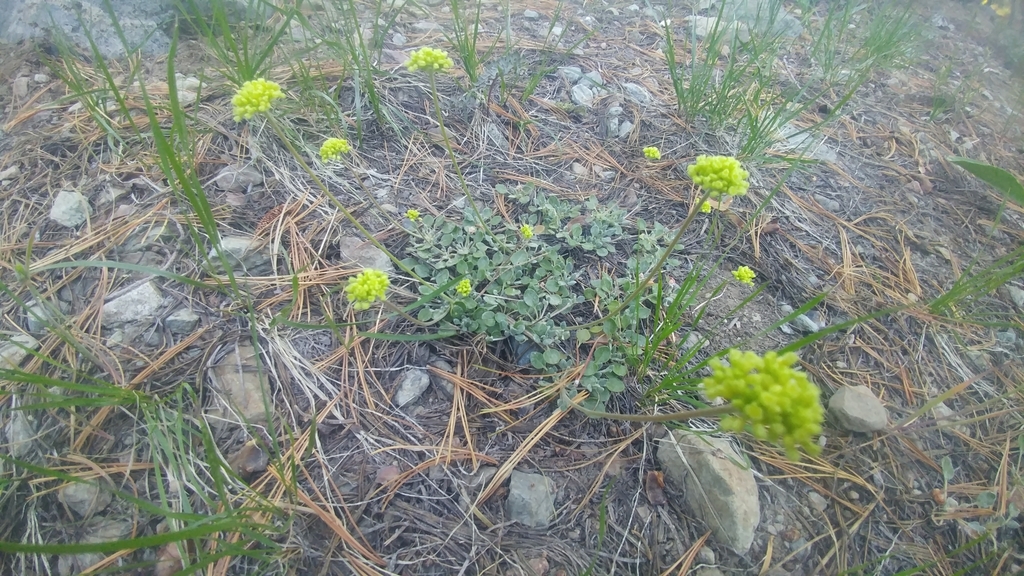 Sulfur Buckwheat From Blrsdn Greagl Ca Usa On July By