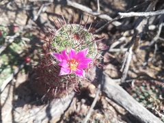 Mammillaria sheldonii