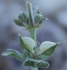 Carlowrightia texana