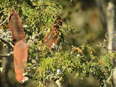 Albizia forbesii