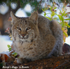 Western Bobcat - Photo (c) Beren Erkan (herper/photographer), some rights reserved (CC BY-NC), uploaded by Beren Erkan (herper/photographer)