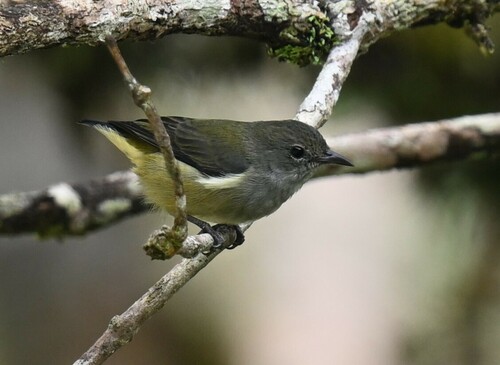 Black-sided Flowerpecker (Dicaeum monticolum), photo 6