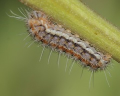 Zygaenoidea