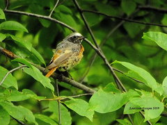 Phoenicurus phoenicurus
