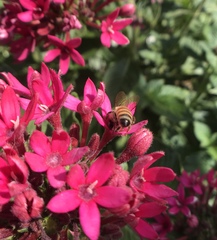 Apis mellifera