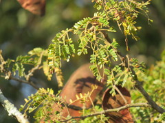 Albizia forbesii