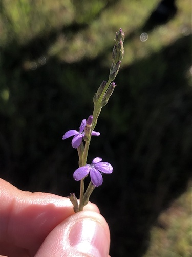 Elongated bluehearts (Buchnera longifolia)