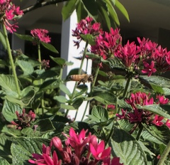 Apis mellifera