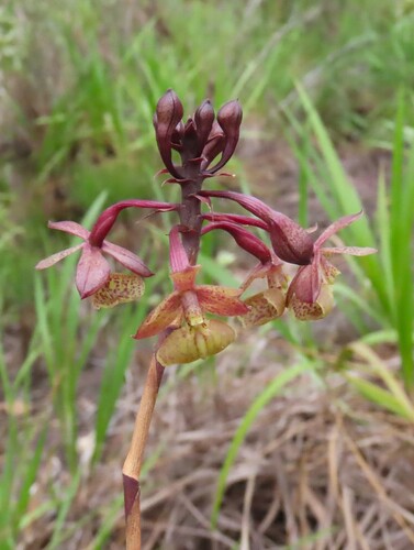 Epidendrum orchidiflorum, photograph 1
