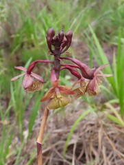 Epidendrum orchidiflorum