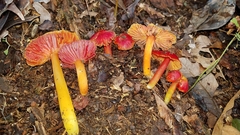 Hygrocybe occidentalis