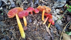 Hygrocybe occidentalis