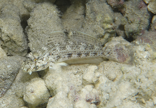 Gnatholepis anjerensis (Bleeker, 1851)