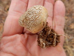 Scleroderma texense