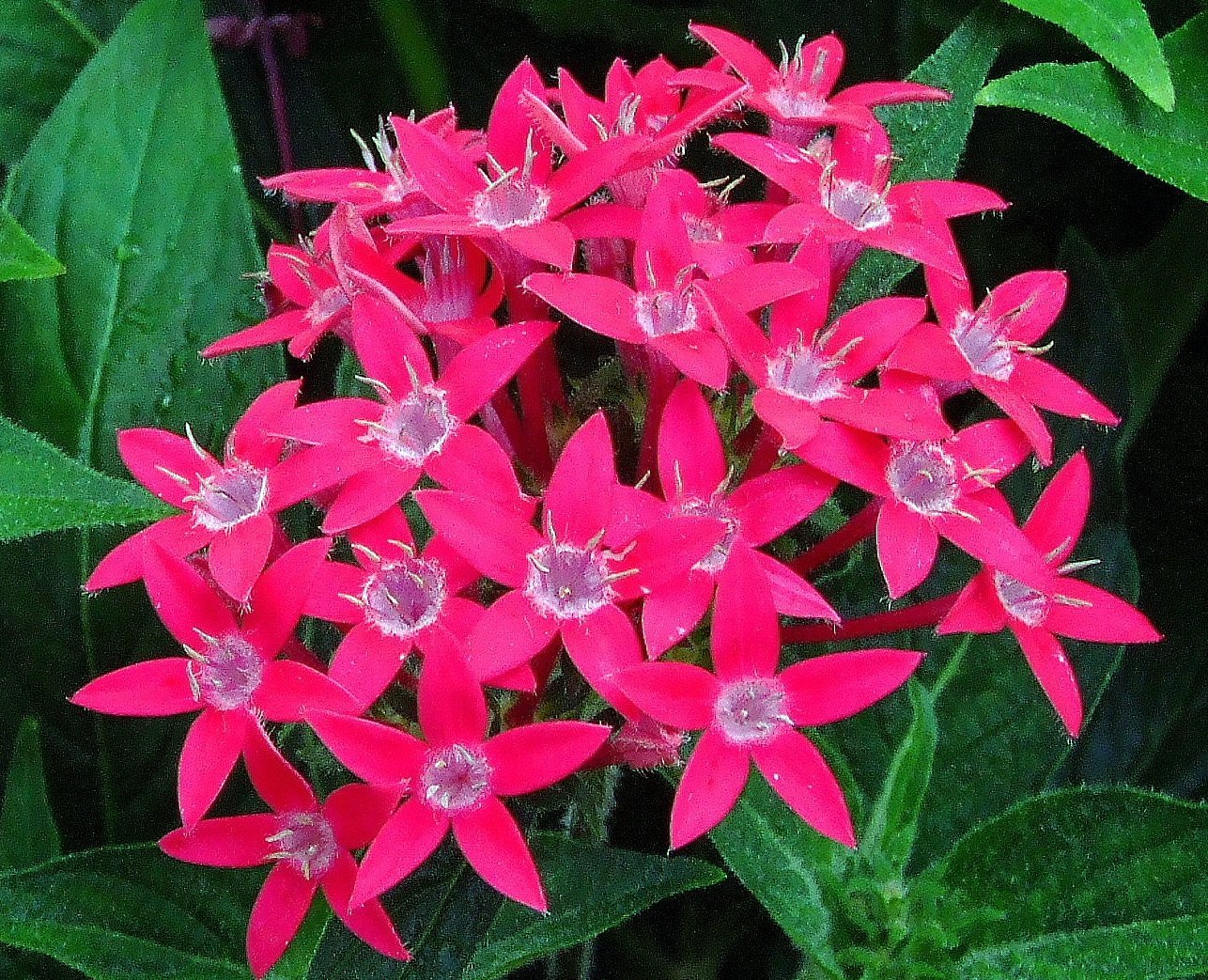 Pentas