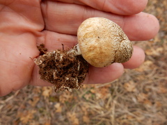 Scleroderma texense