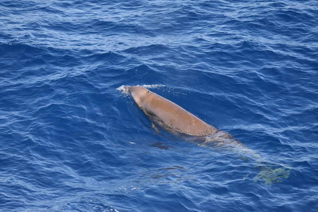 Baleine à bec de Cuvier