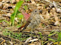 Phoenicurus phoenicurus