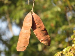 Albizia forbesii