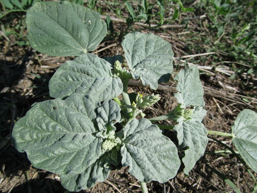 Turn-sole (Chrozophora tinctoria)