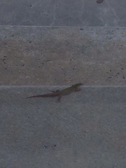 Podarcis siculus campestris