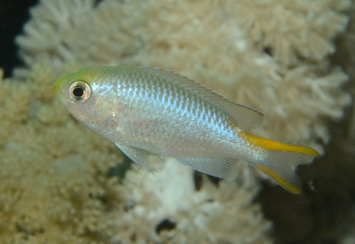 Miry's Demoiselle — seen at this dive site