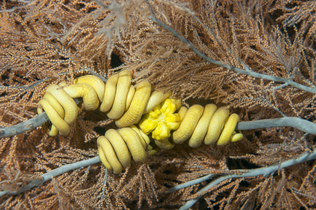 Astrobrachion constrictum