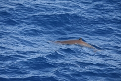 Ziphius cavirostris