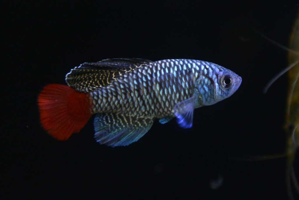 Nothobranche de Patrizi (Blue Notho) (Nothobranchius patrizii)