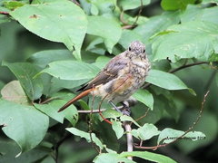 Phoenicurus phoenicurus