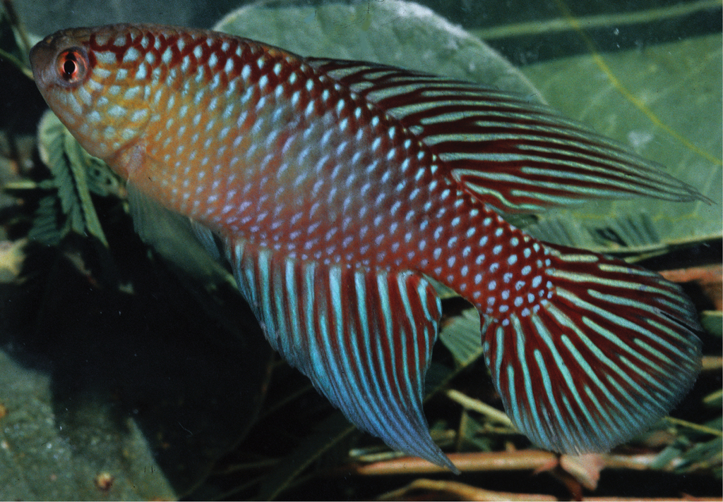 Killi fulminant du São Francisco (Hypsolebias fulminantis)