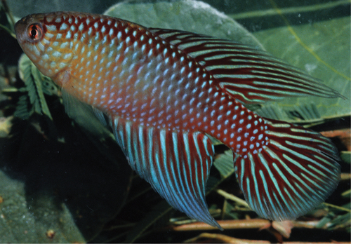 Simpsonichthys fulminantis
