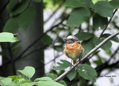 Phoenicurus phoenicurus