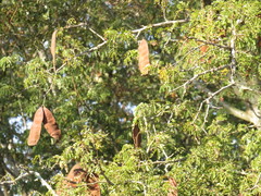 Albizia forbesii