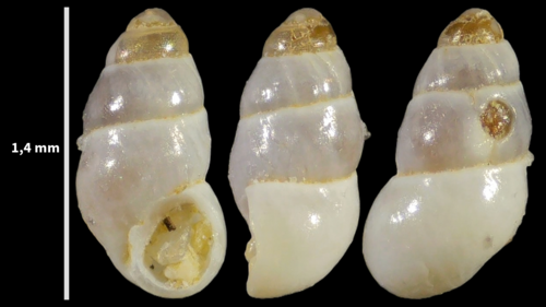 Pisinna glabrata