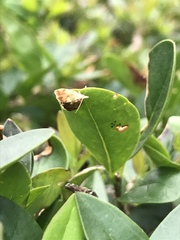 Pseudargyrotoza conwagana