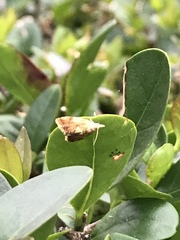 Pseudargyrotoza conwagana