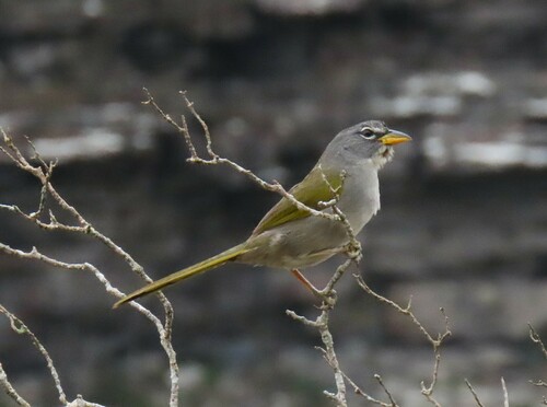 Pale-throated Pampa-finch