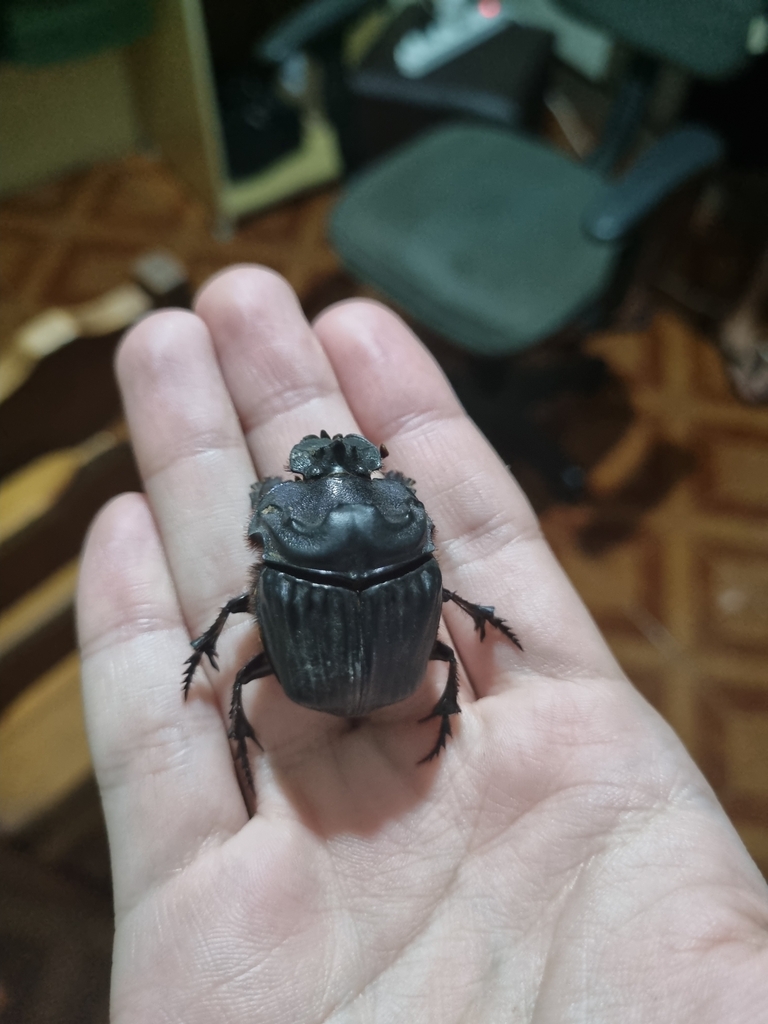 Coprophanaeus bellicosus