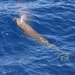 Cuvier's Beaked Whale - Photo (c) Charlotte Kirchner, some rights reserved (CC BY), uploaded by Charlotte Kirchner