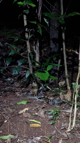 Coastal Carpet Python sighting