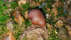 Psilocybe muliercula