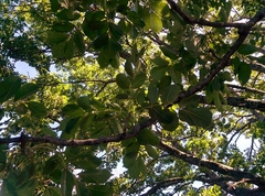 Fraxinus ornus